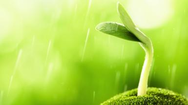 sprout-1136131.jpg